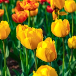 10 Tulpen Crystal Star - Sonniges Gelb im Frühling