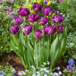 Tulpe Negrita - Tiefes Violett im Frühling