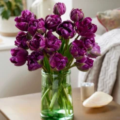 Tulpe Negrita - Tiefes Violett im Frühling