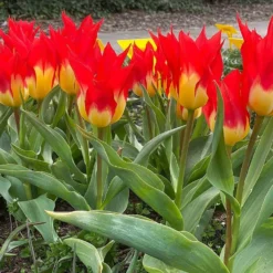 Tulpen ‘Flames Mystery’ (x5) - Feurige Blüten im Frühling