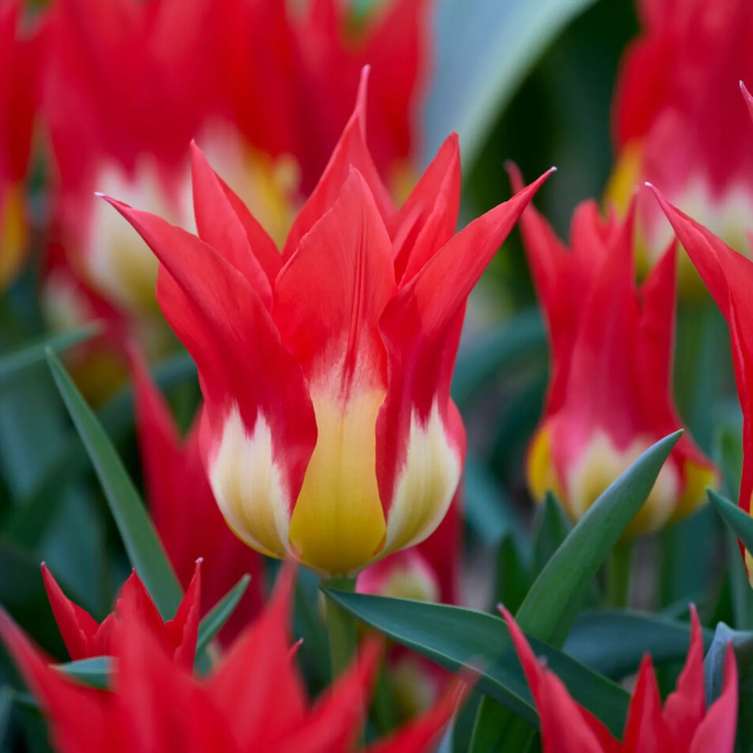 Tulpen ‘Flames Mystery’ (x5) - Feurige Blüten im Frühling
