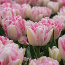 Tulpen 'Foxtrot' (x10) - Gefüllte Rosa-Fülle
