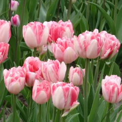 Tulpen 'Foxtrot' (x10) - Gefüllte Rosa-Fülle