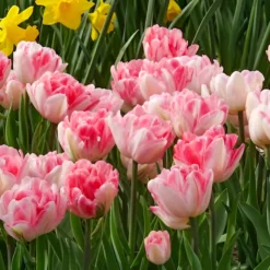 Tulpen 'Foxtrot' (x10) - Gefüllte Rosa-Fülle