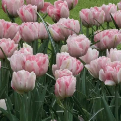 Tulpen 'Foxtrot' (x10) - Gefüllte Rosa-Fülle