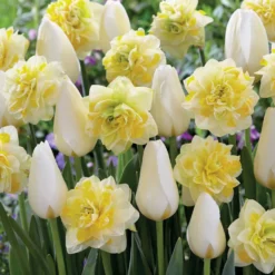 Tulpen 'Françoise' + Narzissen 'Sweet Pomponette' Kollektion (x20) - Frühling im Doppelpack