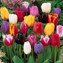 Tulpen-Kollektion 3 Monate Blüte (x60) - 3 Monate Farbe im Beet