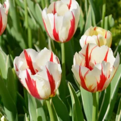 8 Tulpen Love Circle - Ein Farbkreis voller Freude