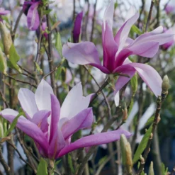 Tulpen-Magnolie - Riesige Blüten, sofort schön