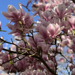 Tulpen-Magnolie - Riesige Blüten, sofort schön