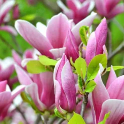 Tulpen-Magnolie - Riesige Blüten, sofort schön