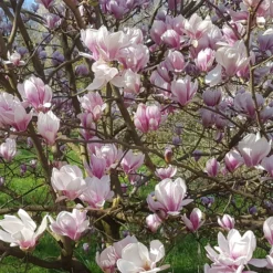 Tulpen-Magnolie - Riesige Blüten, sofort schön