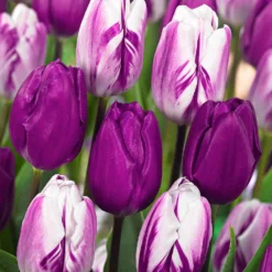 Tulpen mauv-weiß Mischung (x10) - Frühling in Mauve und Weiß
