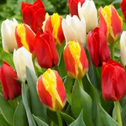Tulpen Mischung '60 days of Tulips' (x30) - 60 Tage Tulpen im Beet