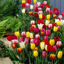 Tulpen Mischung '60 days of Tulips' (x30) - 60 Tage Tulpen im Beet