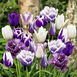 Tulpen 'Paradis' Mischung (x20) - Fünf Tulpen, ein Farbrausch