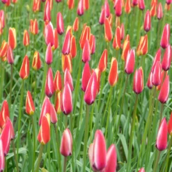 12 Tulpen Peppermint Stick - Zweifarbig und pflegeleicht