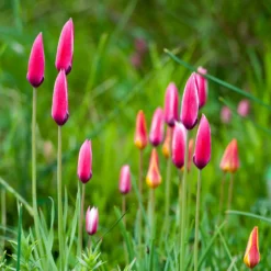 12 Tulpen Peppermint Stick - Zweifarbig und pflegeleicht