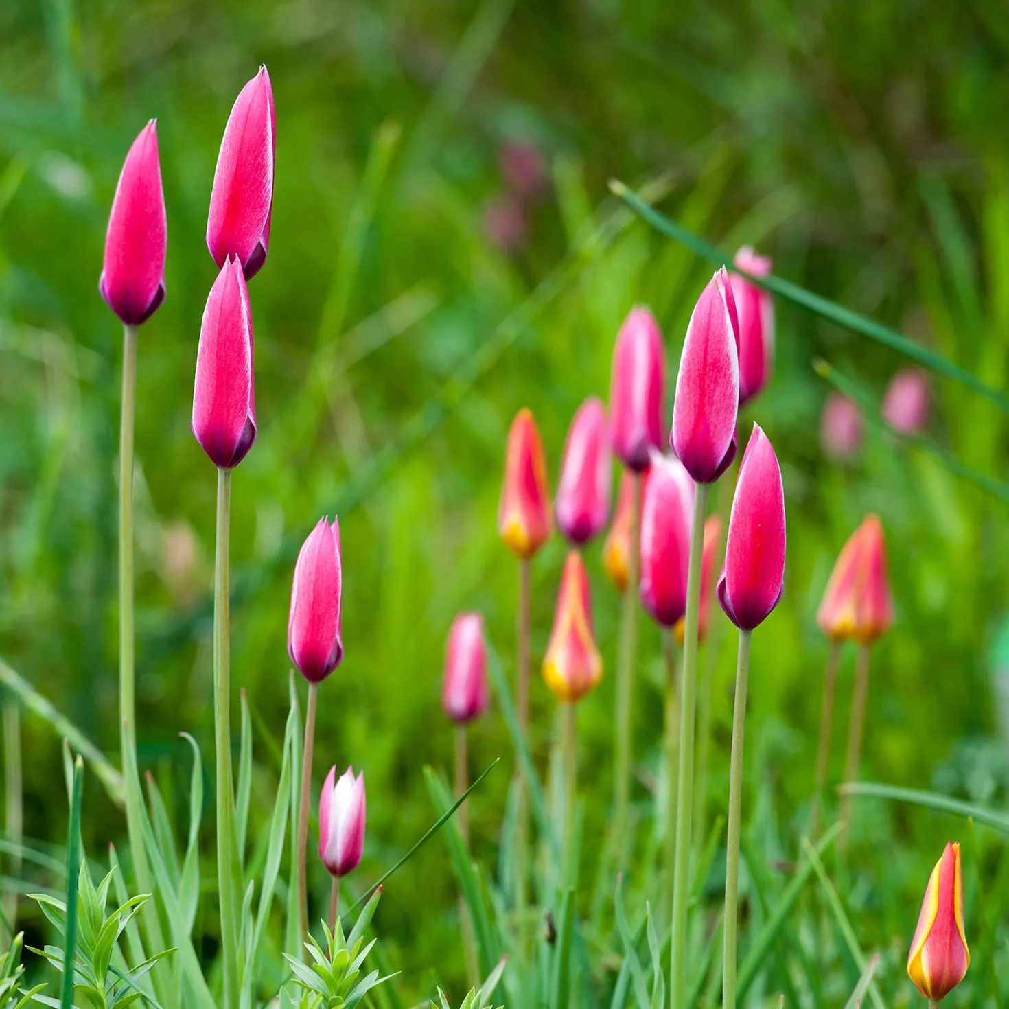 12 Tulpen Peppermint Stick - Zweifarbig und pflegeleicht