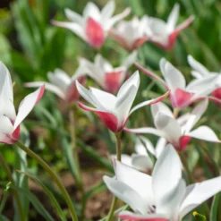 12 Tulpen Peppermint Stick - Zweifarbig und pflegeleicht