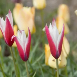 12 Tulpen Peppermint Stick - Zweifarbig und pflegeleicht