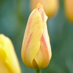 Tulpen ‘Rhapsody of Smiles’ (x5) - Sonnenfeuer im Frühlingsbeet