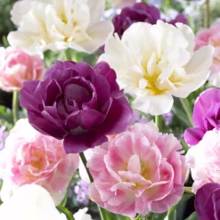 Tulpen 'Sensation' Mischung (x10) - Buntes Frühlingsbeet leicht gemacht