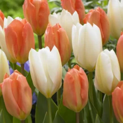 Tulpen 'Stockholm' Mischung (x10) - Blühende Farbenpracht