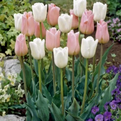 Tulpen 'Sweet Candy' Mischung (x10) - Pastellzauber im Frühling