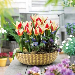 Tulpen The First - Die erste Tulpe im Frühling