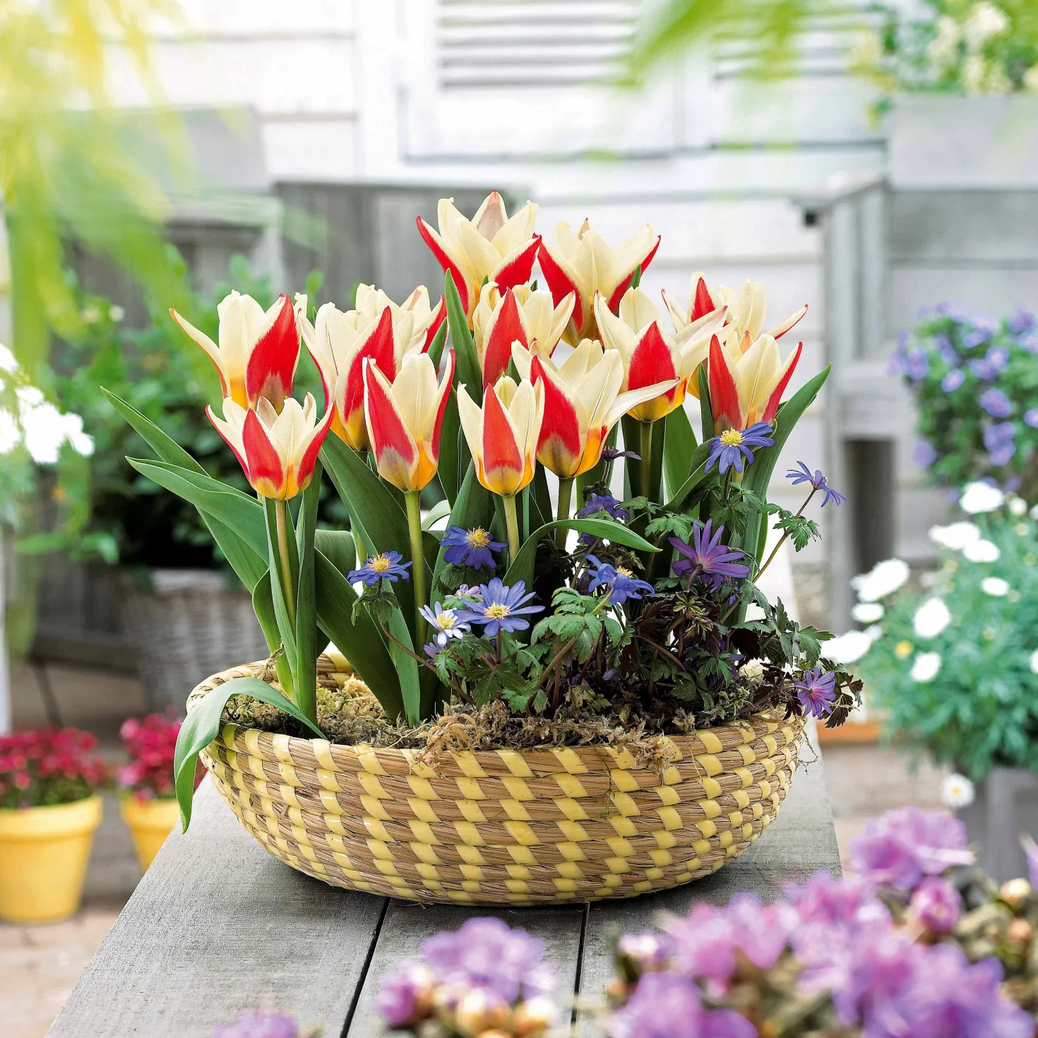 Tulpen The First - Die erste Tulpe im Frühling