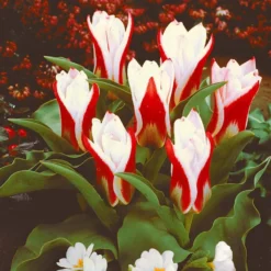 Tulpen The First - Die erste Tulpe im Frühling