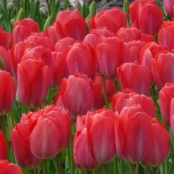 Tulpen 'Van Eijk' (x10) - Kräftiges Rosa im Frühling