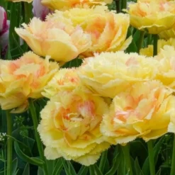Tulpen Vaya con Dios - Sonnengelb im Beet