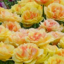 Tulpen Vaya con Dios - Sonnengelb im Beet