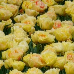 Tulpen Vaya con Dios - Sonnengelb im Beet