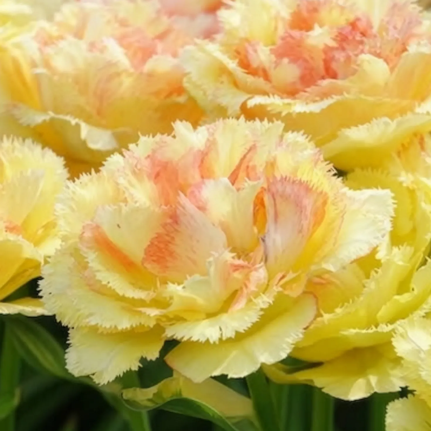 Tulpen Vaya con Dios - Sonnengelb im Beet