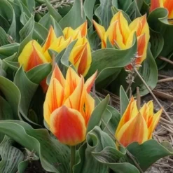 Tulpen Winnipeg (x10) - Leuchtend rote Frühlingsblüte