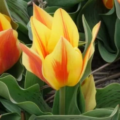 Tulpen Winnipeg (x10) - Leuchtend rote Frühlingsblüte