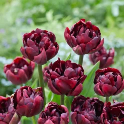 Tulpe Palmyra - Doppelte Blüten, doppelte Freude