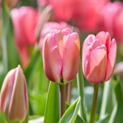 Tulpe Pink Impression - Kräftiges Rosa im Frühling
