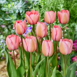 Tulpe Pink Impression - Kräftiges Rosa im Frühling