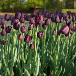 Tulpe Queen of Night - Fast schwarz, echt elegant