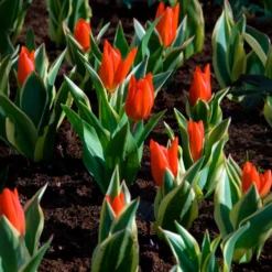 Tulpe Unicum - Panaschiert und mehrjährig