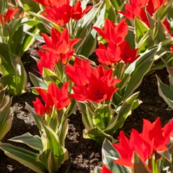Tulpe Unicum - Panaschiert und mehrjährig