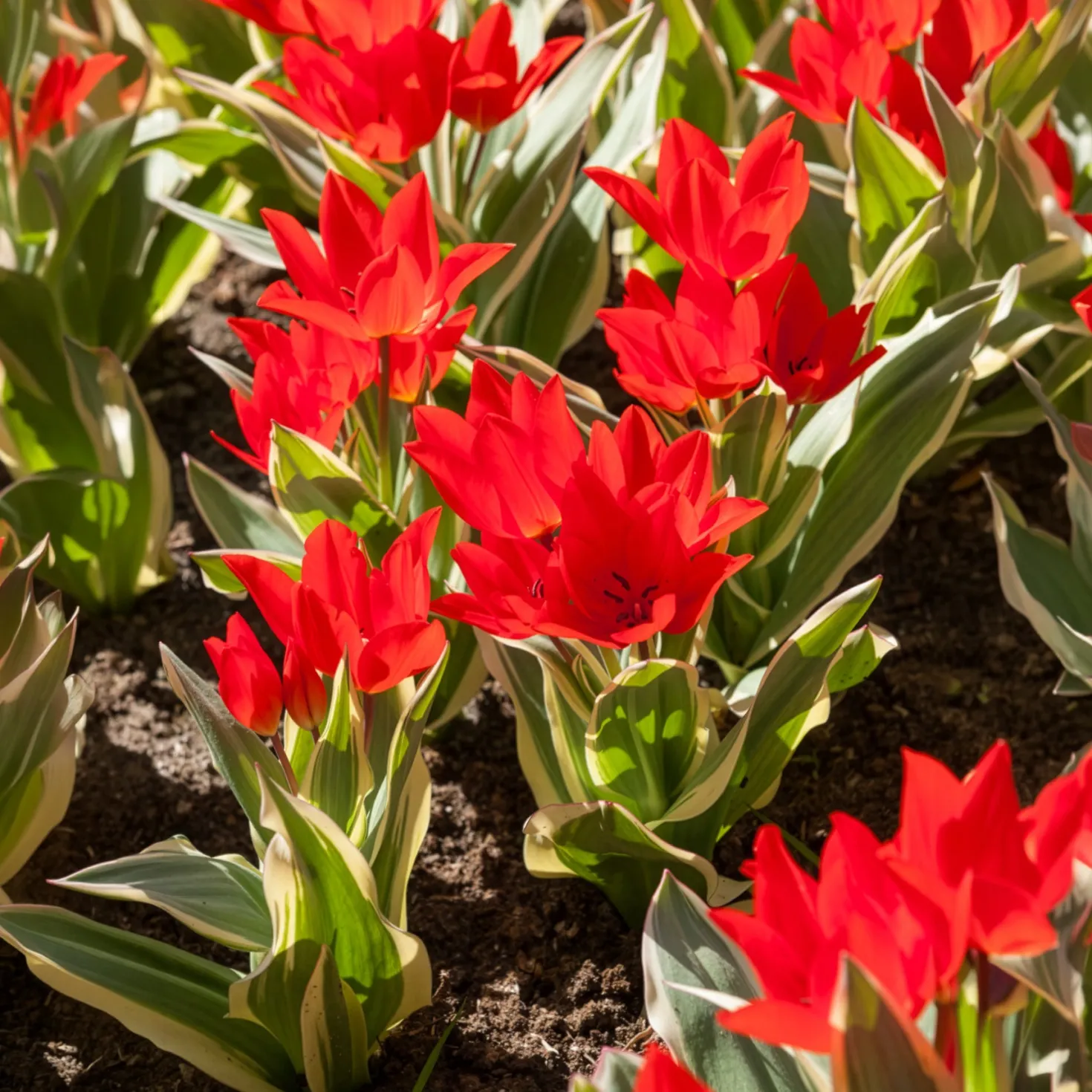 Tulpe Unicum - Panaschiert und mehrjährig