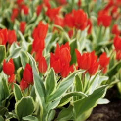 Tulpe Unicum - Panaschiert und mehrjährig
