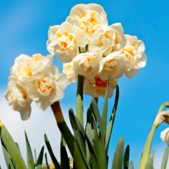 Tulpe Van Eijk & Narzisse Bridal Crown - Frühlingsduo für den Garten