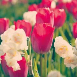 Tulpe Van Eijk & Narzisse Bridal Crown - Frühlingsduo für den Garten