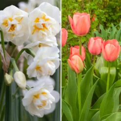 Tulpe Van Eijk & Narzisse Bridal Crown - Frühlingsduo für den Garten